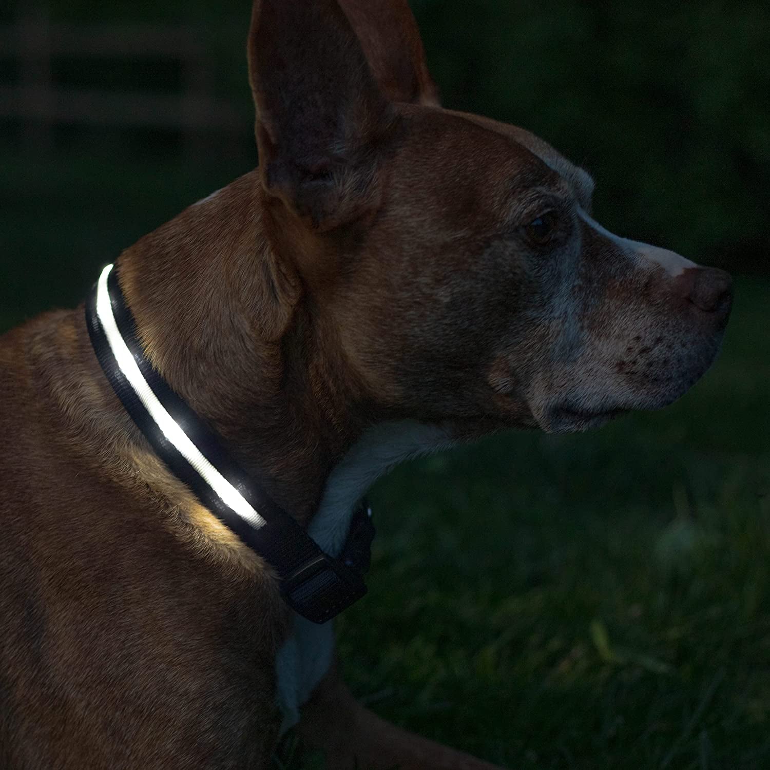 Light up Dog Collar - the Original LED Dog Collar - USB Rechargeable - Waterproof - 1,000 Feet of Visibility - Dog Collar Light for Small, Medium, Large Dogs - USA Brand