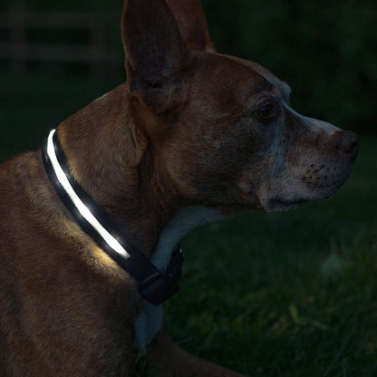 Light up Dog Collar - the Original LED Dog Collar - USB Rechargeable - Waterproof - 1,000 Feet of Visibility - Dog Collar Light for Small, Medium, Large Dogs - USA Brand